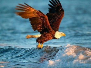 Animals Jigsaw Puzzle Eagle Online Puzzle Game